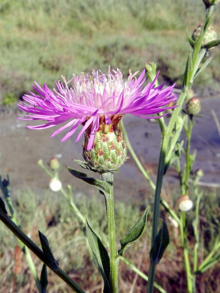 Centaurea nigrescens (Asteraceae)